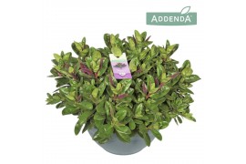 Hebe Hebe Addenda® Donna® Purple P33