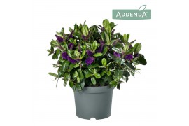 Hebe hebedonna alexa addenda