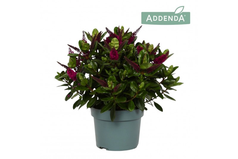 Hebe hebedonna alina addenda 