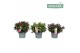 Hebe addenda mix donna mixtray groen 