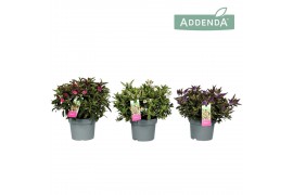 Hebe addenda mix donna mixtray groen