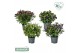 Hebe addenda mix Donna® Mix tray groen 