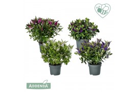 Hebe addenda mix Donna® Mix tray groen