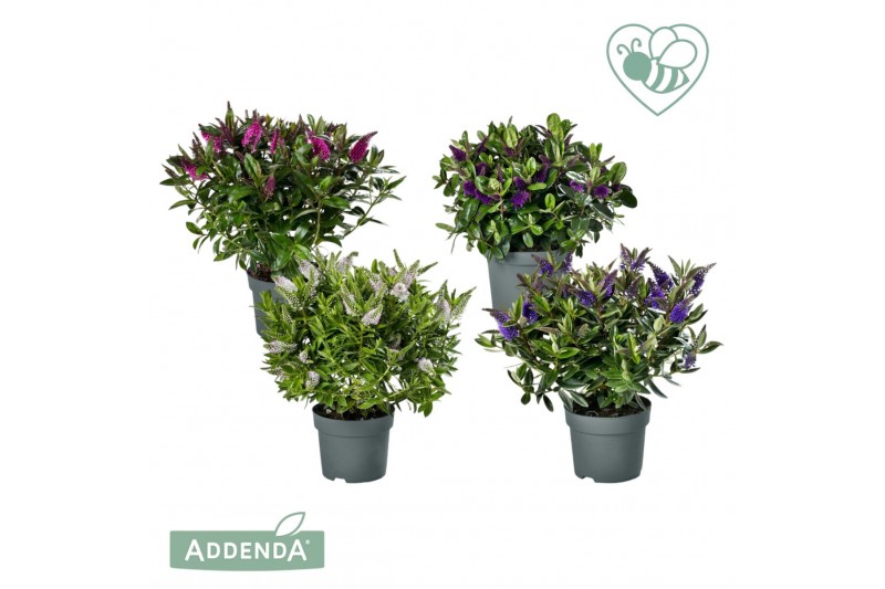 Hebe addenda mix Donna® Mix tray groen 