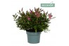 Hebe donna pink addenda