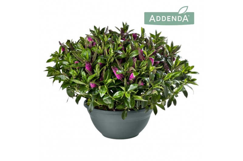 Hebe Hebe Addenda® Donna® Pink P33 
