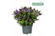 Hebe Addenda® Donna® Purple 