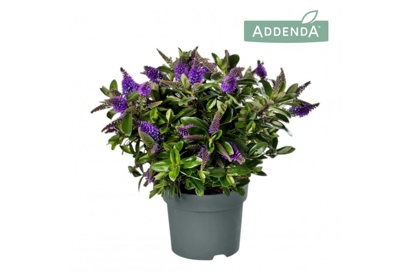 Hebe Addenda® Donna® Purple 