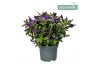 Hebe Addenda® Donna® Purple
