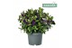 Hebe Addenda® Donna® Purple 