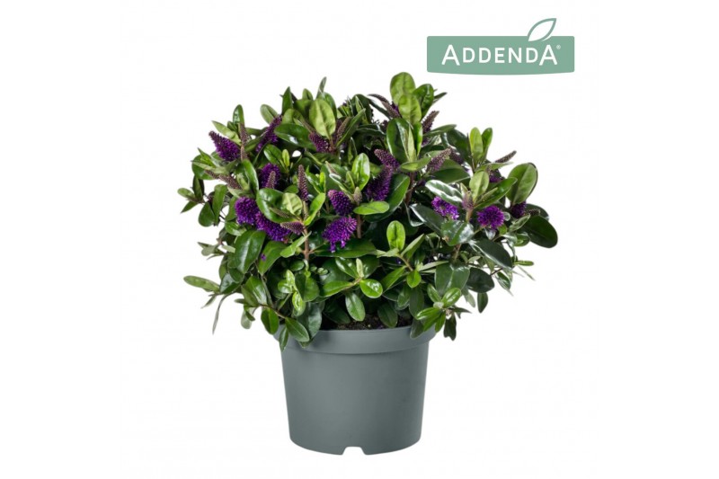 Hebe donna purple addenda 