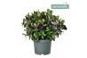Hebe donna purple addenda