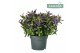 Hebe donna purple addenda 