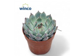 Echeveria Lindsyana