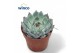 Echeveria Lindsyana 
