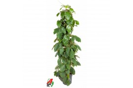 Tetrastigma voinieri Zuil