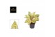 Aglaonema chartreuse pretty 