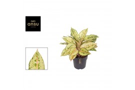 Aglaonema chartreuse pretty