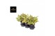 Aglaonema chartreuse pretty 