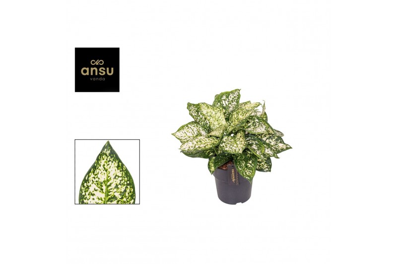 Aglaonema ivory jade 