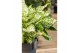 Aglaonema ivory jade 