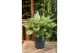 Aglaonema ivory jade 