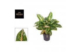 Aglaonema red okapi