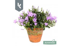 Campanula port. ambella lavender Campanula Ambella Lavender in terraco