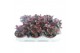 Succulenten Kalanchoë Pinatum, 
