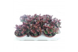 Succulenten Kalanchoë Pinatum,