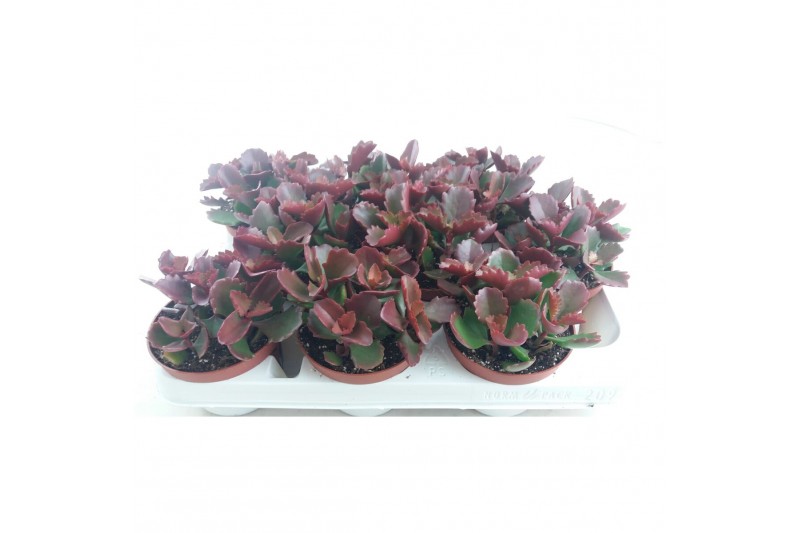 Succulenten Kalanchoë Pinatum, 