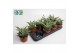 Aloe Snow Flake 