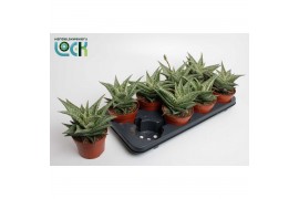 Aloe Snow Flake