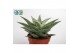Aloe Snow Flake 