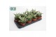 Aloe Snow Flake 