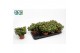 Crassula ovata minor 