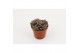 Sedum bordeauxhart 