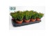 Crassula ovata horn tree 
