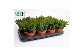 Crassula ovata horn tree