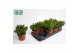Crassula ovata horn tree 