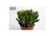 Crassula ovata horn tree 