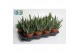 Gasteria Gasteria Big Ben 