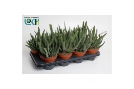 Gasteria Gasteria Big Ben