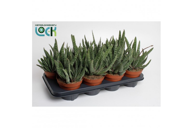 Gasteria Gasteria Big Ben 