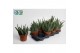 Gasteria Gasteria Big Ben 