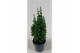 Chamaecyparis thyoides top point 