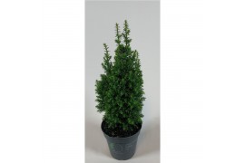 Chamaecyparis thyoides top point