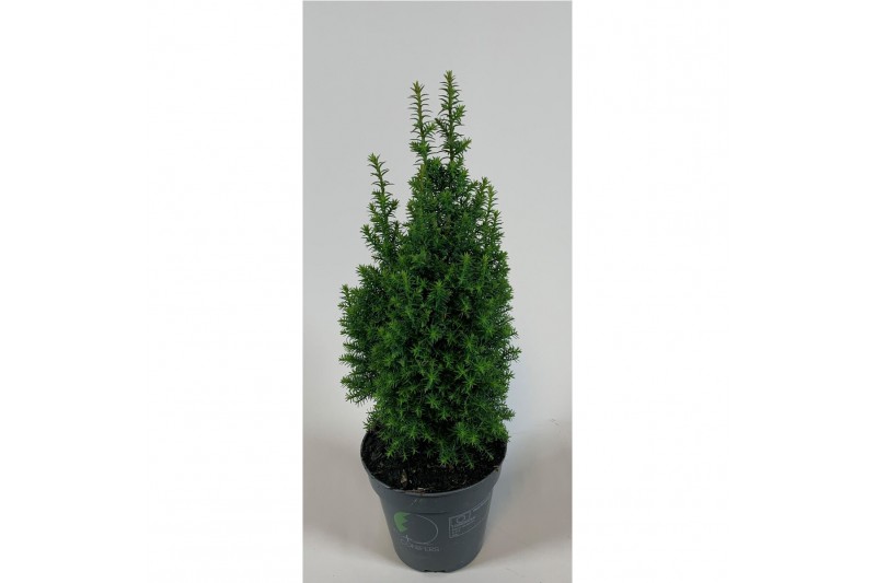 Chamaecyparis thyoides top point 