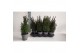 Chamaecyparis thyoides top point 