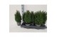 Chamaecyparis thyoides top point 